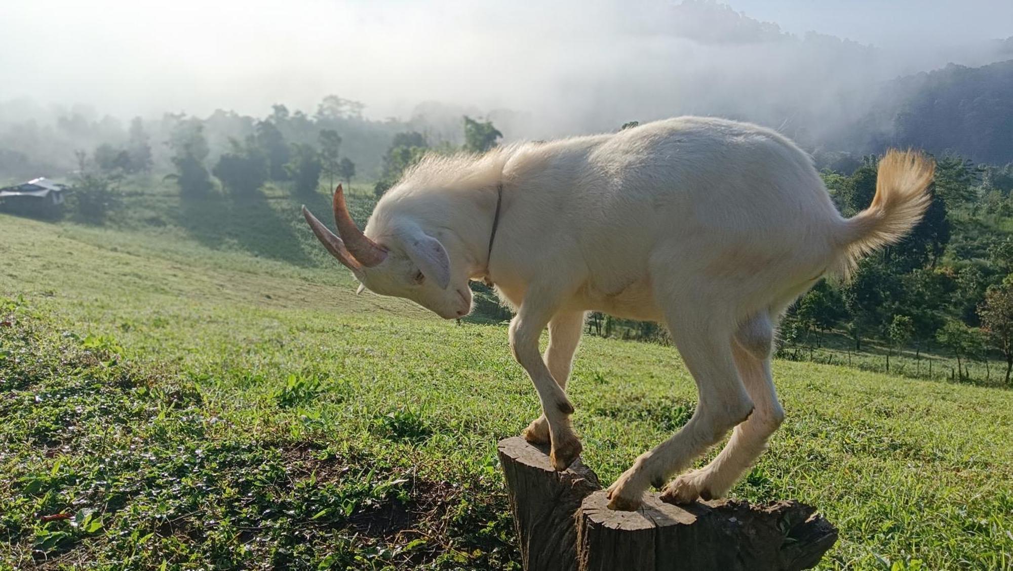 ไร่นิธิสุนทร Nithisoonthon Farmstay メーホンソン エクステリア 写真