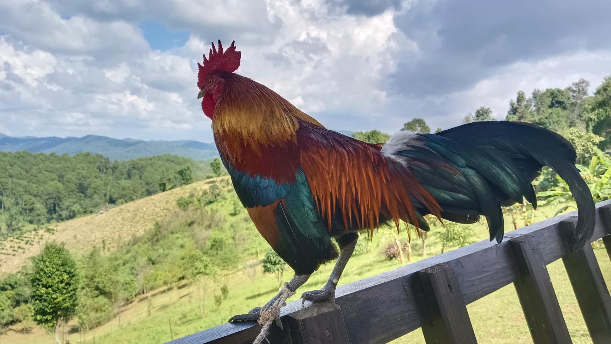 ไร่นิธิสุนทร Nithisoonthon Farmstay メーホンソン エクステリア 写真