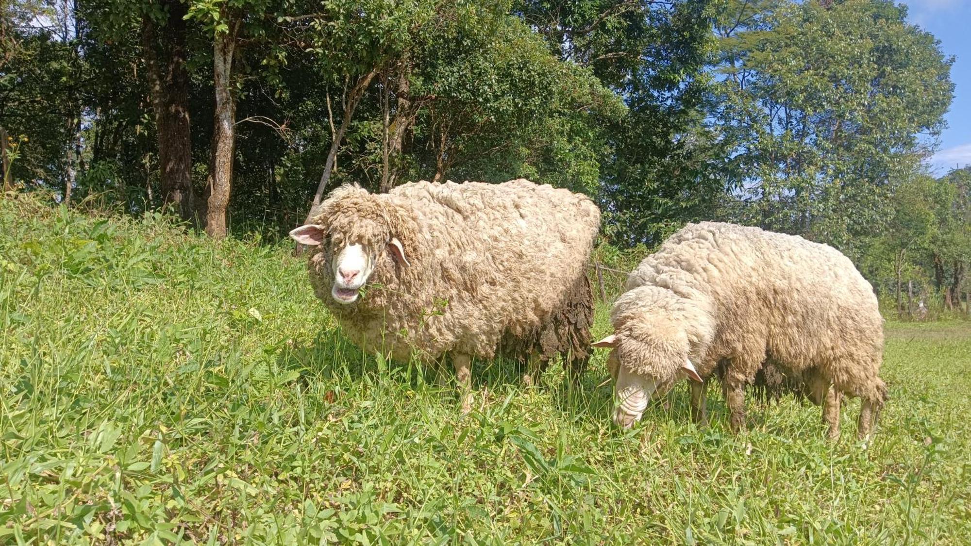 ไร่นิธิสุนทร Nithisoonthon Farmstay メーホンソン エクステリア 写真